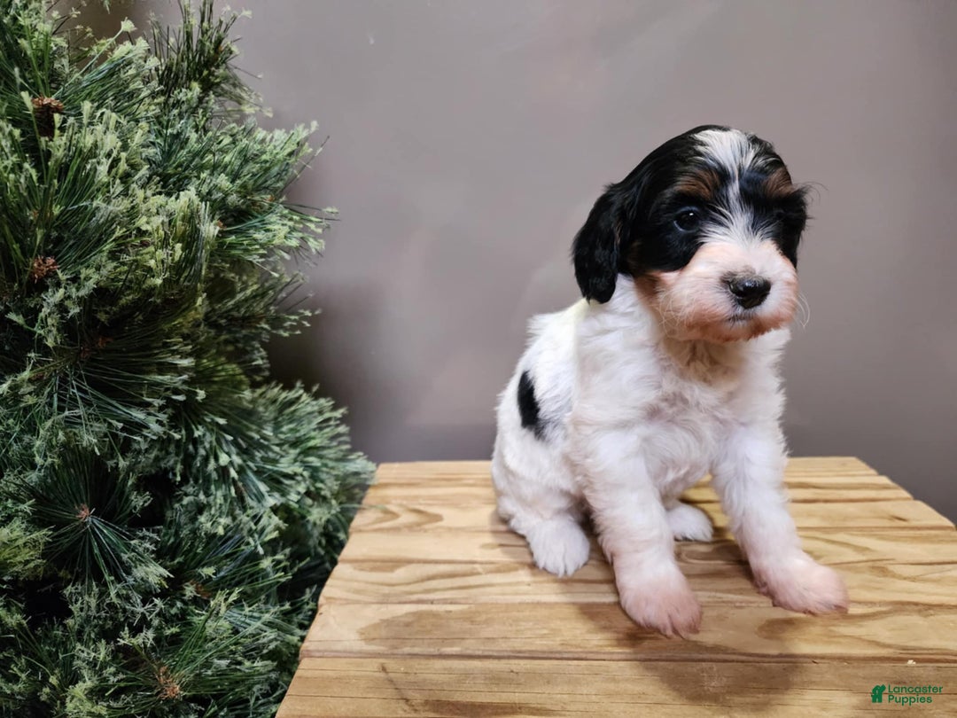 Mini Bernedoodle dogs for sale: Vixon - Ad 12