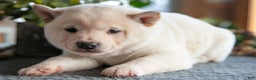 Shiba Inu dogs for sale: Biscuit - Ad 3