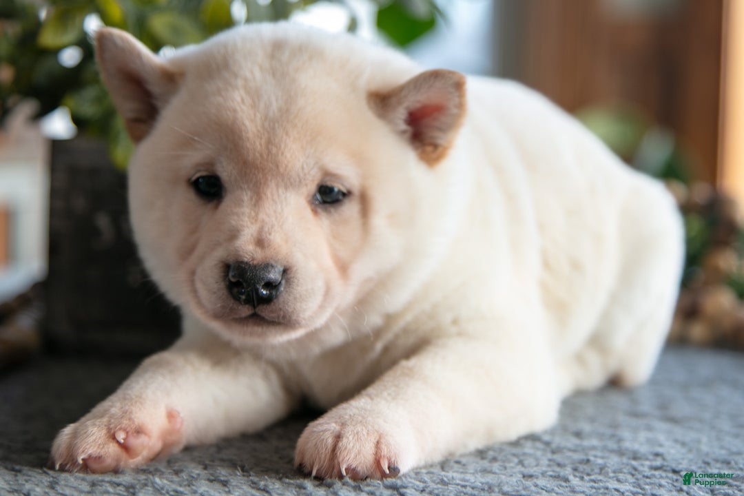 Shiba Inu dogs for sale: Biscuit - Ad 3