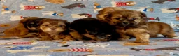 Shorkie dogs for sale: Shorkie 2 - Ad 14