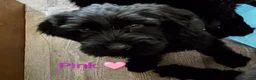 Giant Schnauzer dogs for sale: Giant Schnauzer Puppy 6 Yellow  - Ad 6