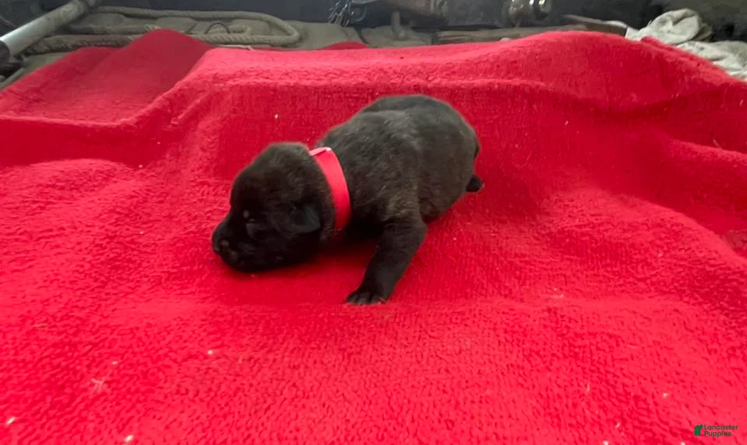 Mixed Breed dogs for sale: Female Puppy 2 - Ad 2
