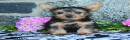 Yorkshire Terrier dogs for sale: Mars  - Ad 5