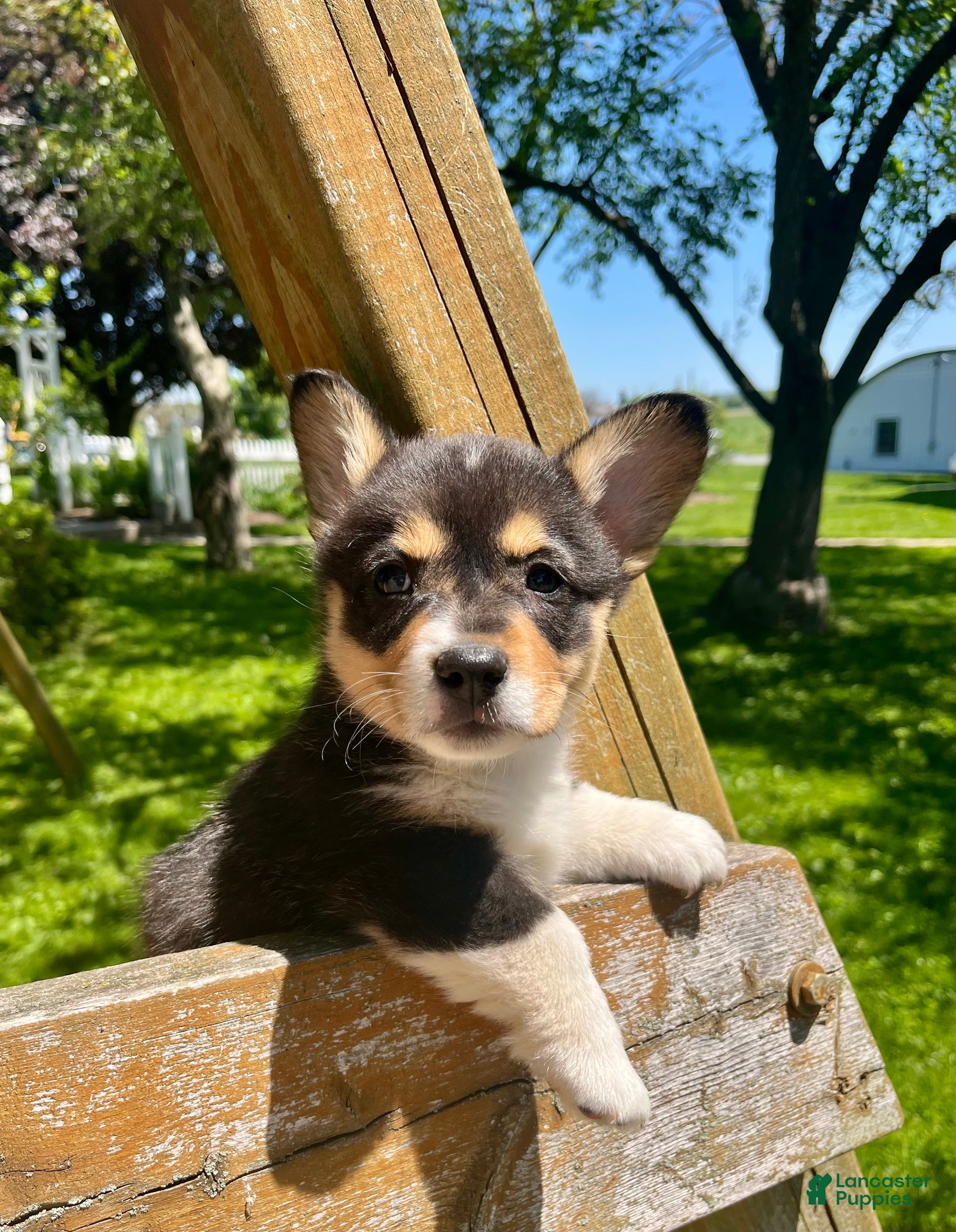 Welsh Corgi Pembroke dogs for sale: Hank - Ad 2