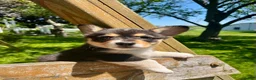 Welsh Corgi Pembroke dogs for sale: Hank - Ad 1