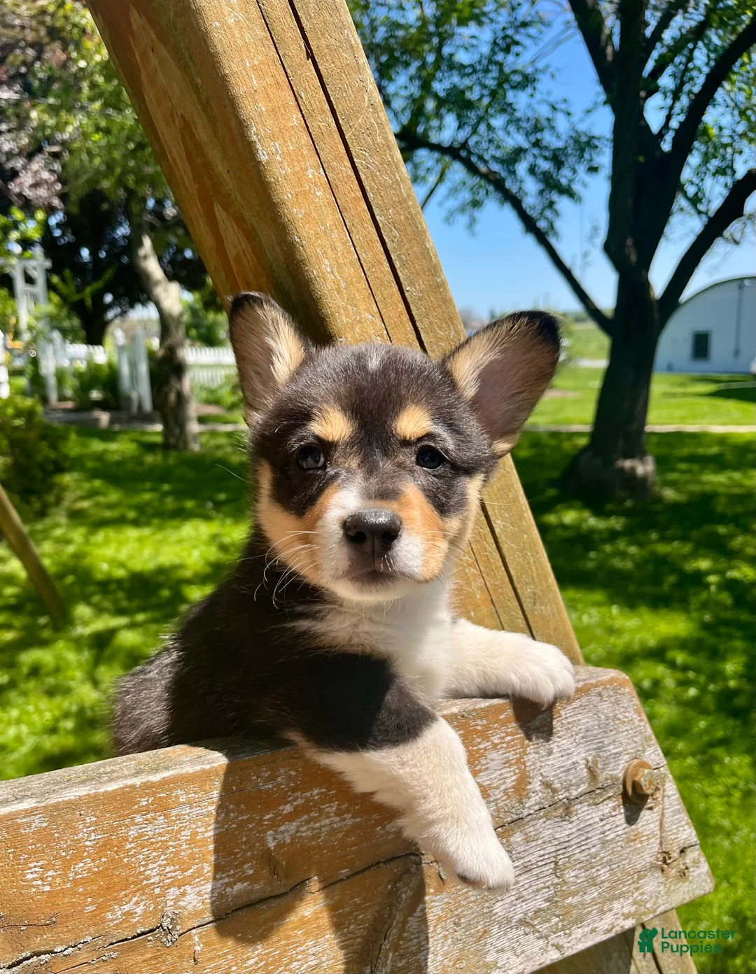 Welsh Corgi Pembroke dogs for sale: Hank - Ad 1