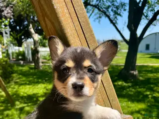 Welsh Corgi Pembroke dogs for sale: Hank - Ad 2