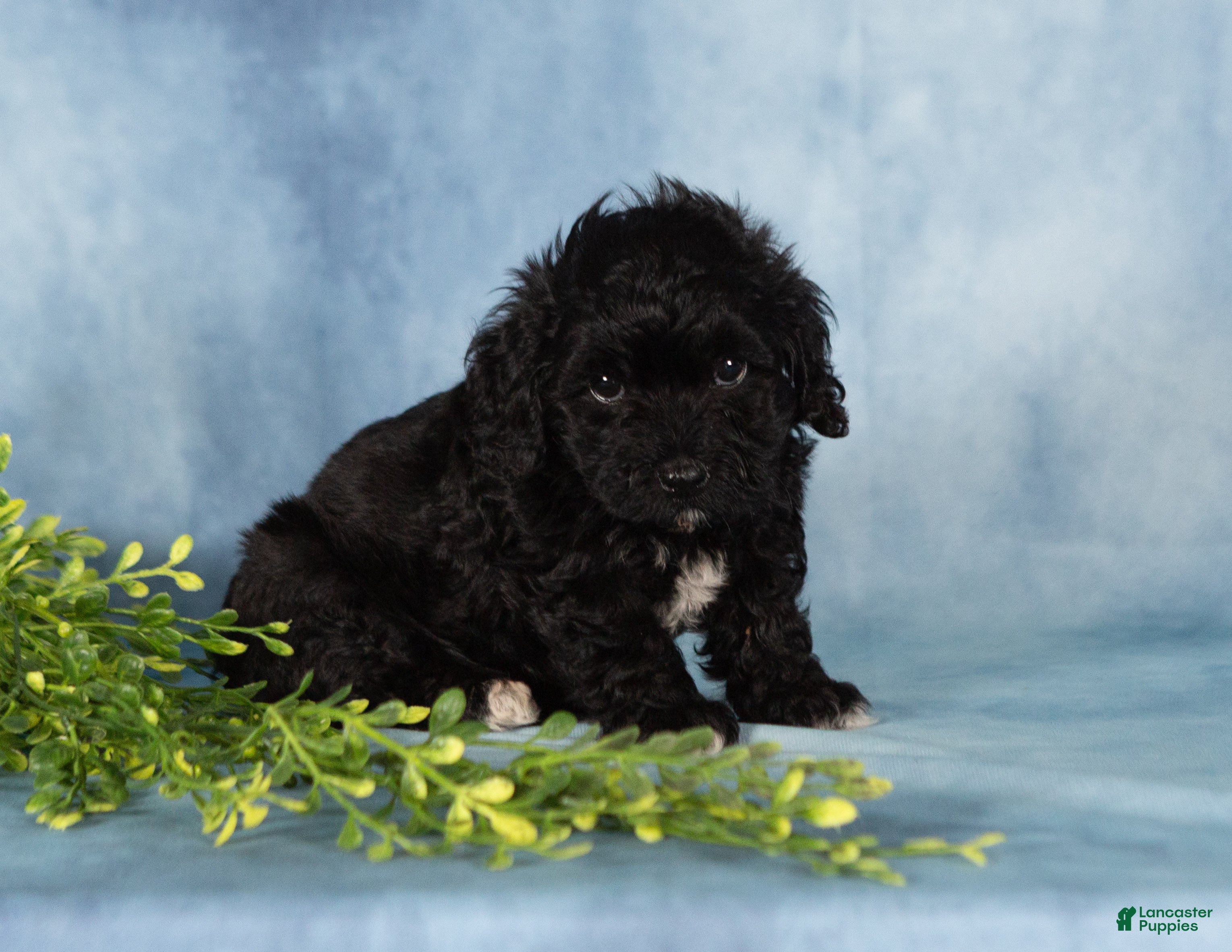 Mixed Breed dogs Majic - Ad 2