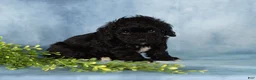 Mixed Breed dogs for sale: Majic - Ad 5