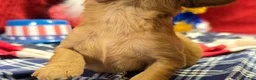 Cavapoo dogs for sale: Beau - Ad 5