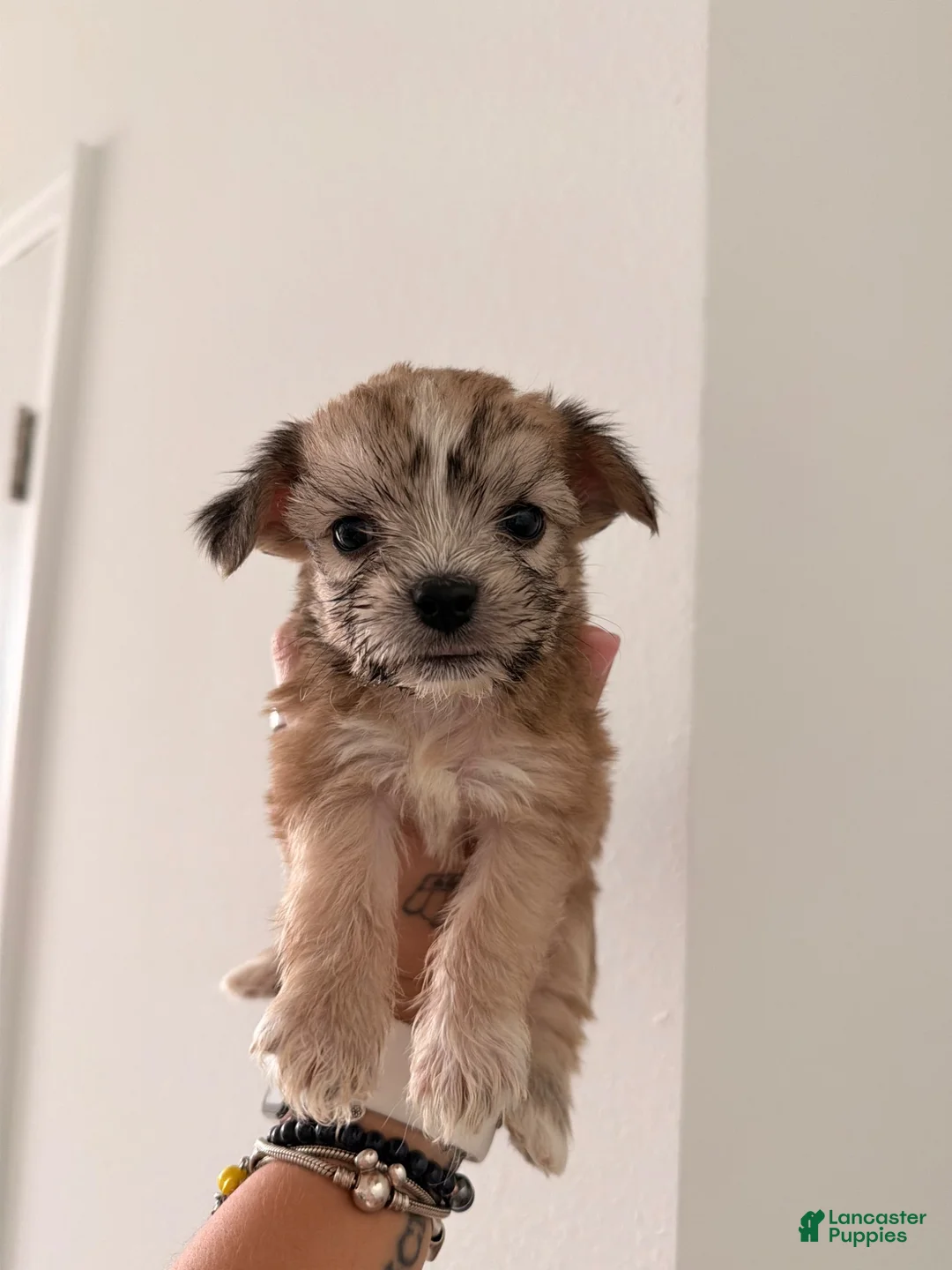 Mixed Breed dogs for sale: Teddy - Ad 1
