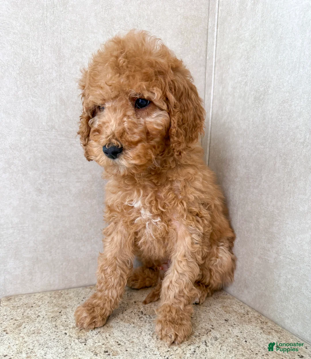 Goldendoodle dogs for sale: Martha  - Ad 5