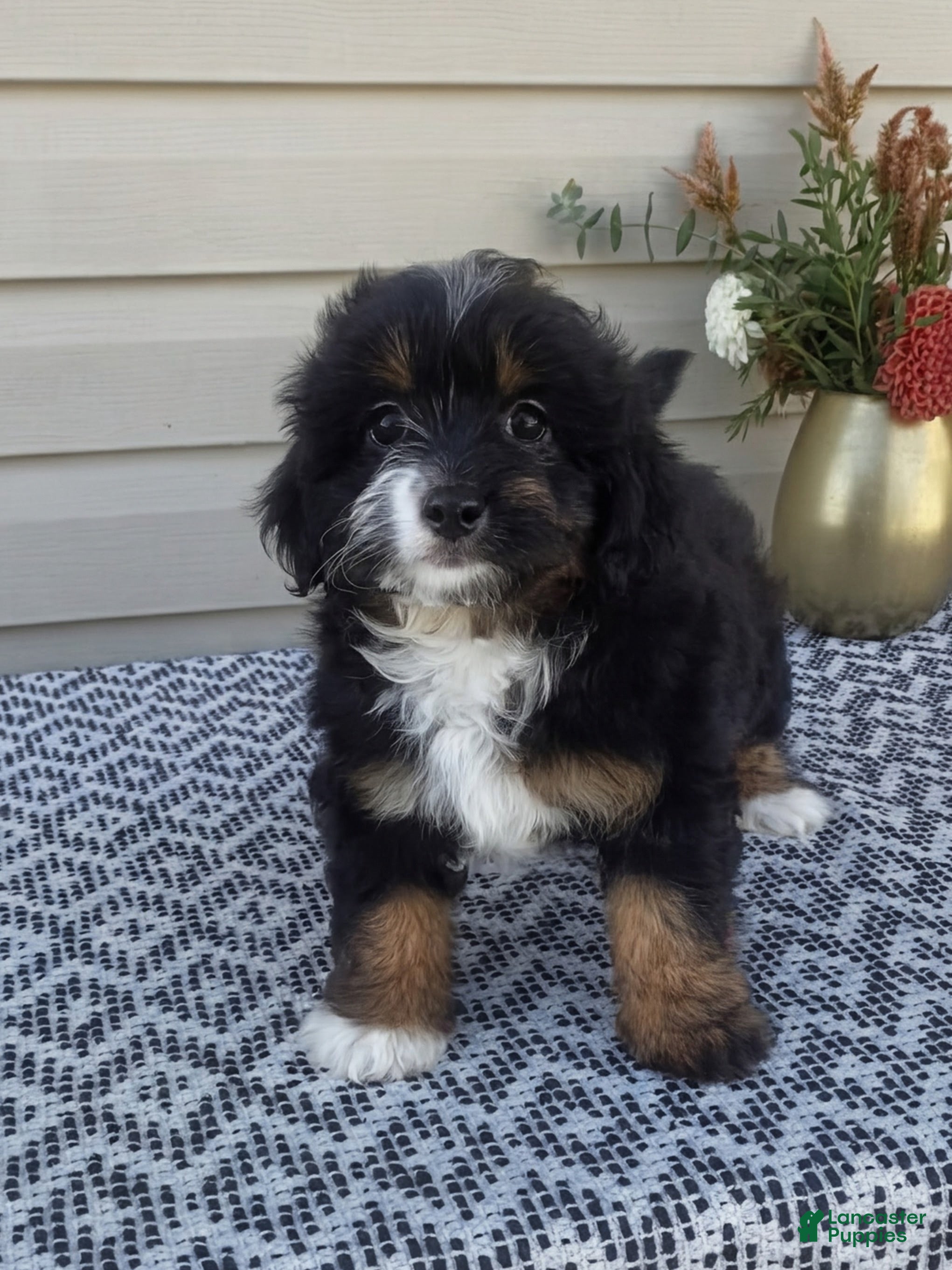 Mini Aussiedoodle dogs Remi - Ad 2