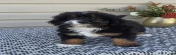 Mini Aussiedoodle dogs for sale: Remi - Ad 2