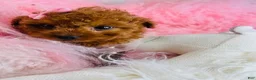 Toy Poodle dogs for sale: Toy Poodle 1 - Ad 3