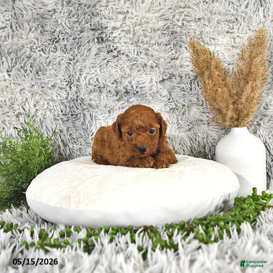 Toy Poodle dogs Jacoby - Ad 2