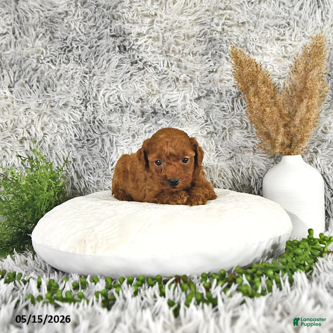 Toy Poodle dogs for sale: Jacoby - Ad 2
