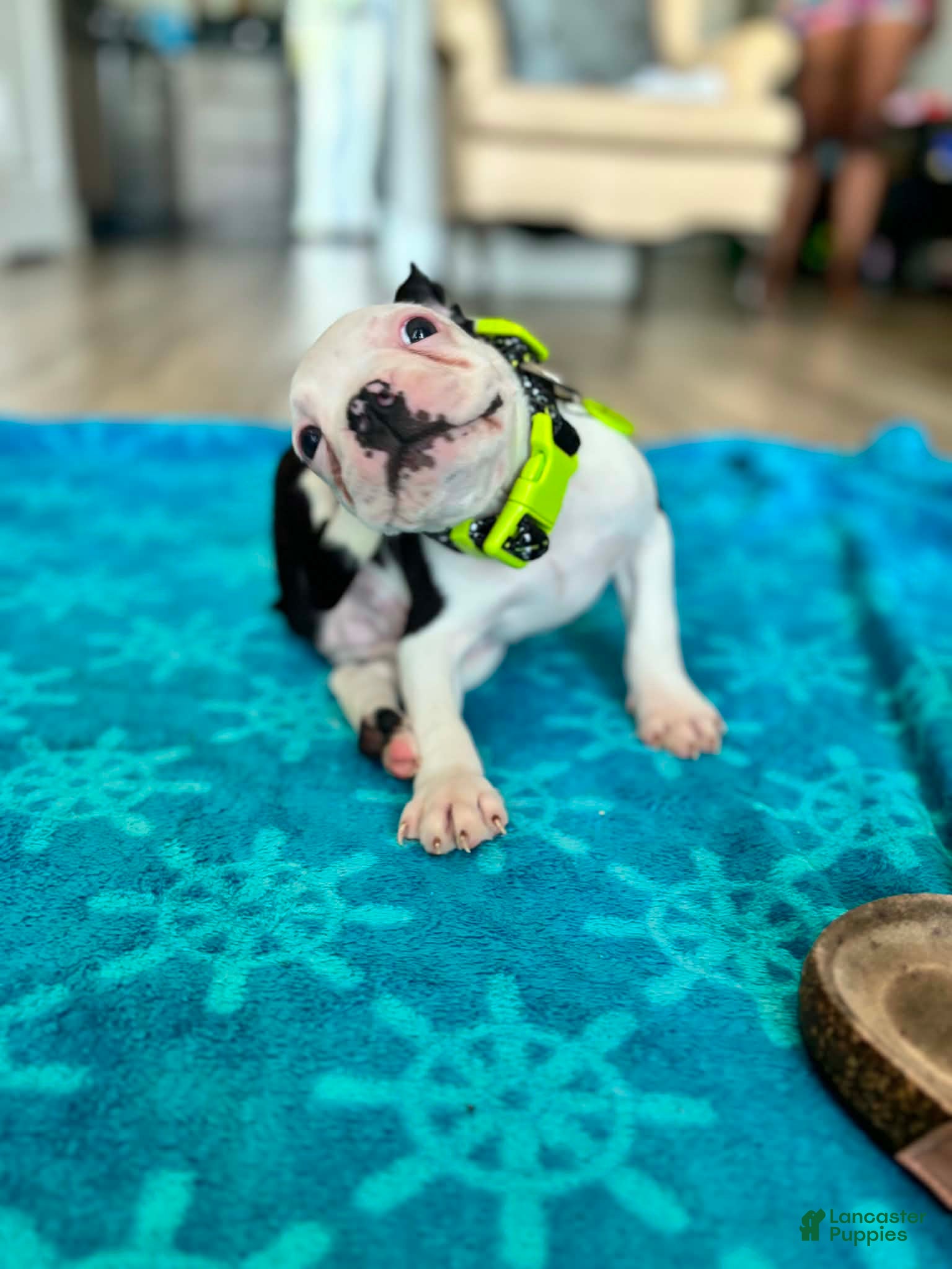 Boston Terrier dogs for sale: Boston Terrier Puppy 1 - Ad 4