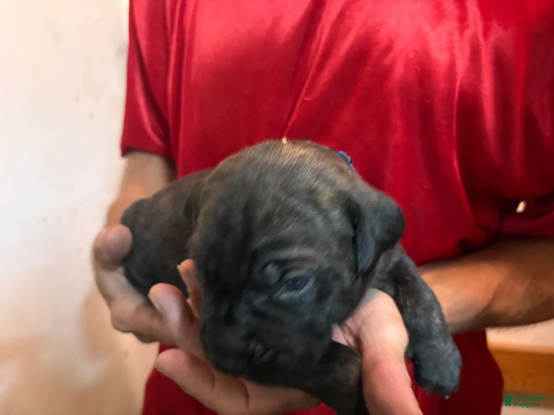 Cane Corso dogs for sale: Blue - Ad 2
