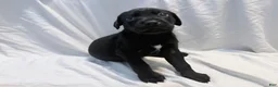 Cane Corso dogs for sale: Dean AKC green collar - Ad 21