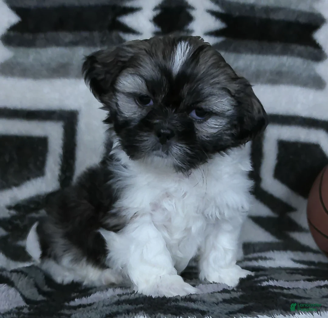 Shih Tzu dogs for sale: Kyrie - Ad 3