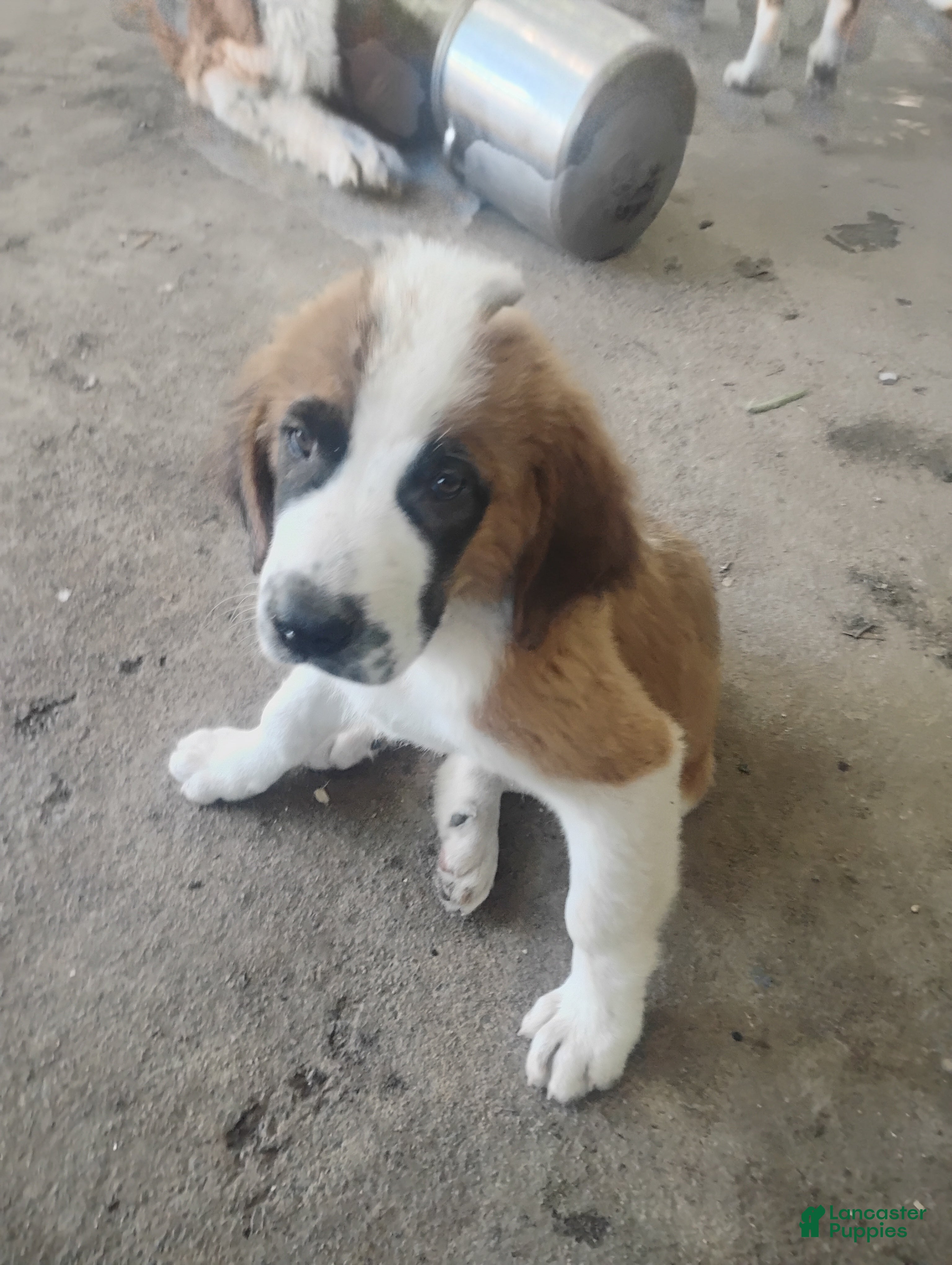Saint Bernard dogs Saint Bernard 2 - Ad 34