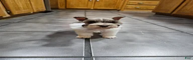 Miniature Schnauzer 2