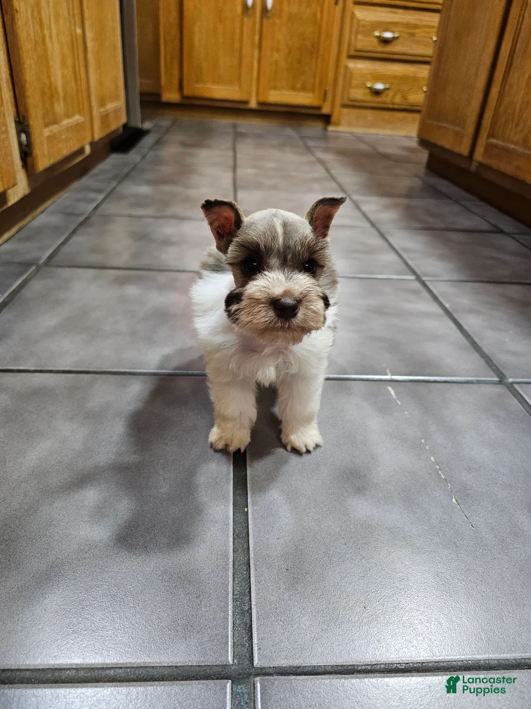 Miniature Schnauzer dogs for sale: Miniature Schnauzer 2 - Ad 1