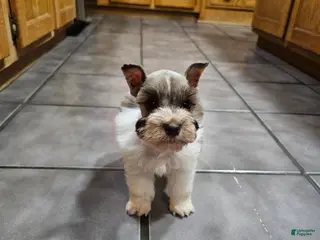 Miniature Schnauzer dogs for sale: Miniature Schnauzer 2 - Ad 4