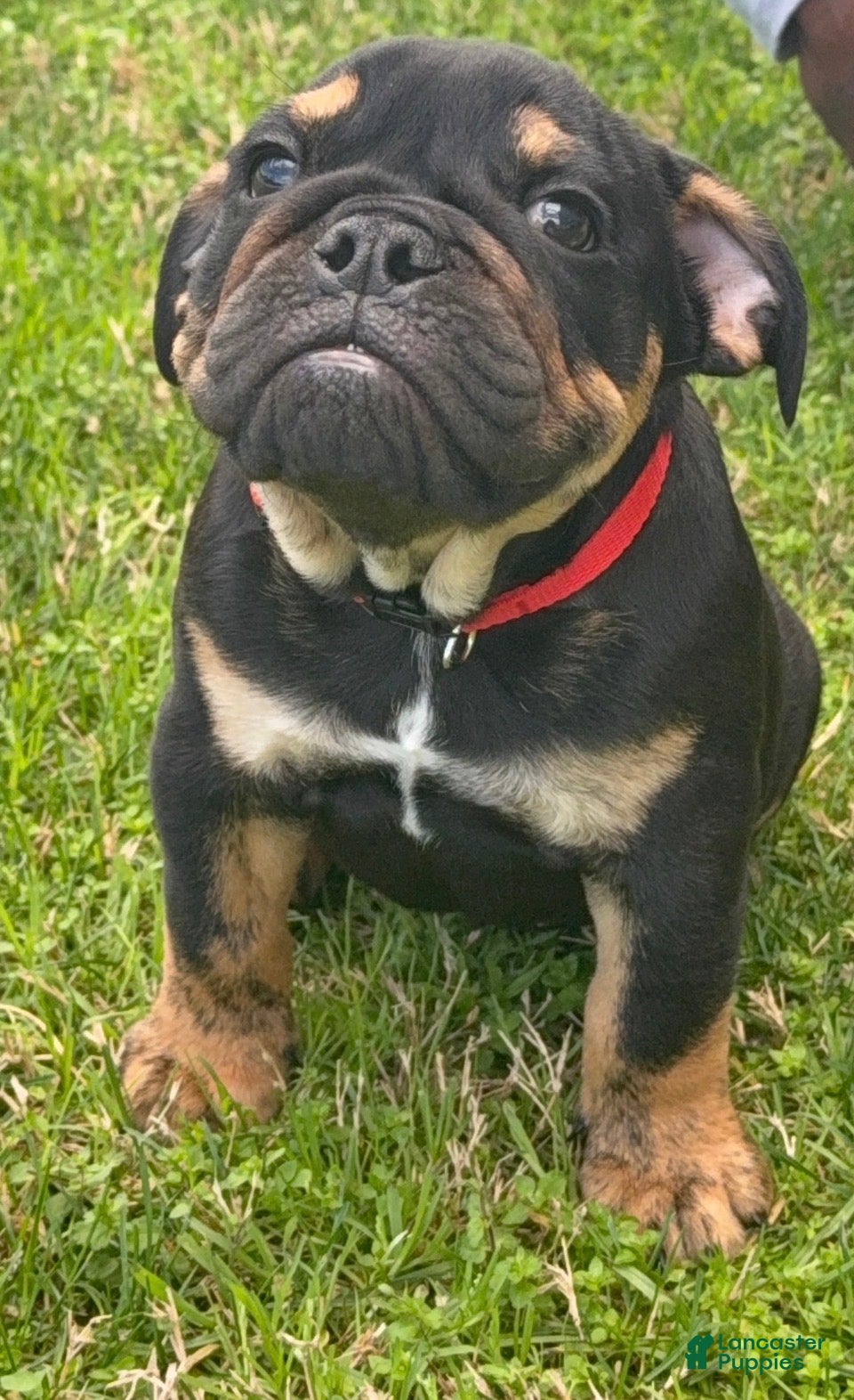 English Bulldog dogs English Bulldog Puppy 1 - Ad 2