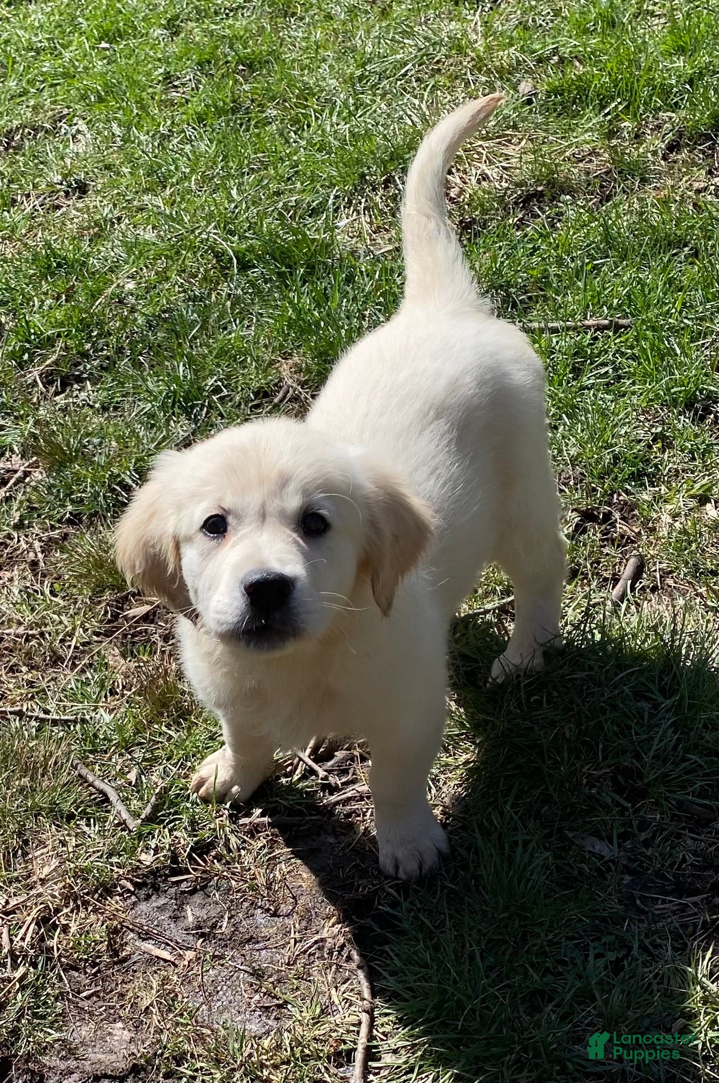 Golden Retriever dogs AKC Golden Retriever Puppy 2 - Ad 35