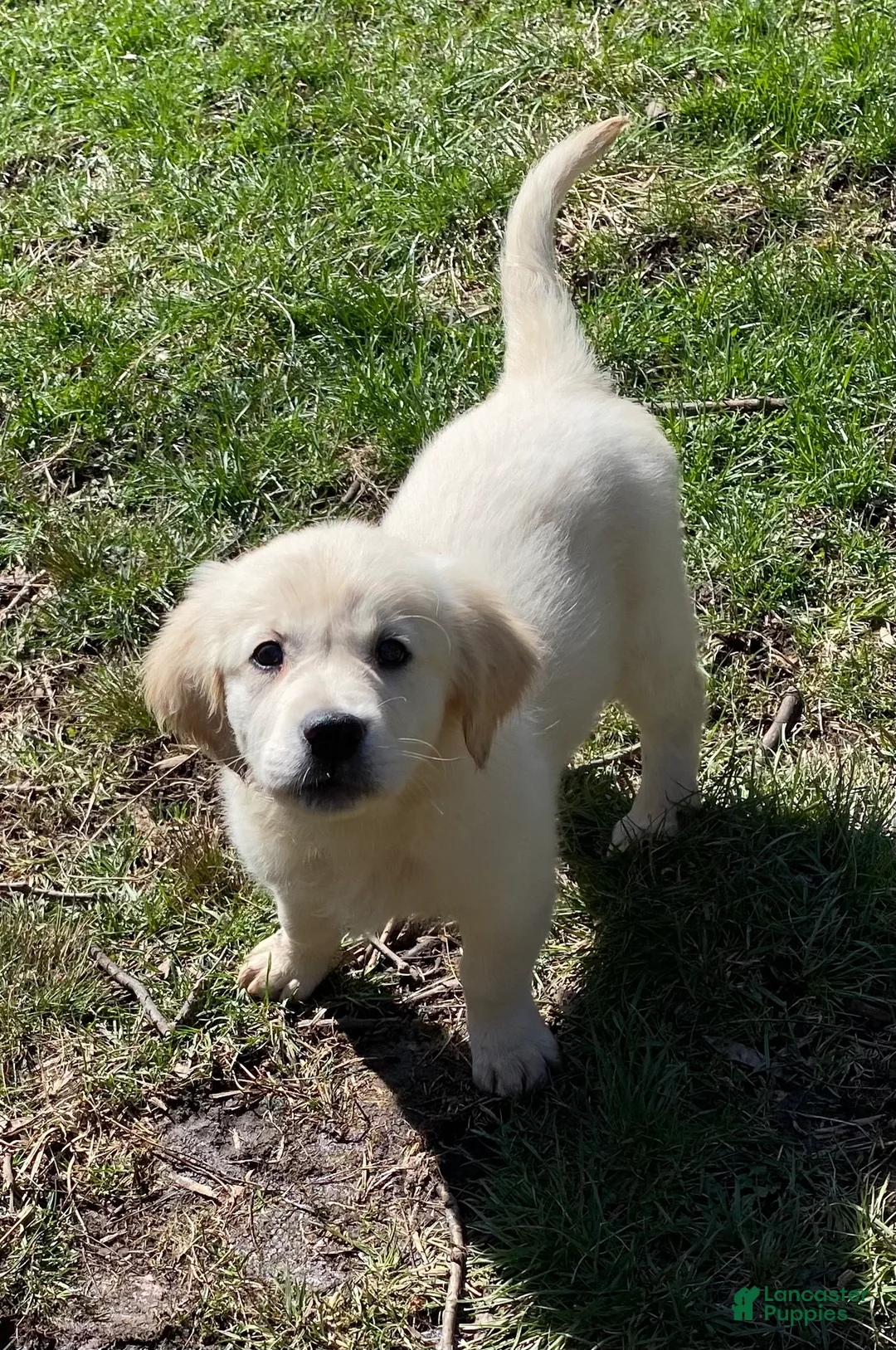 Golden Retriever dogs for sale: AKC Golden Retriever Puppy 2 - Ad 1