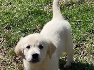 Golden Retriever dogs AKC Golden Retriever Puppy 2 - Ad 35