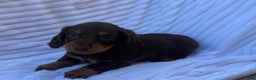 Miniature Dachshund dogs for sale: Frisky - Ad 3