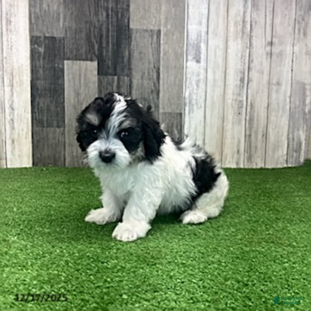 Maltipoo dogs for sale: Jamie - Ad 4