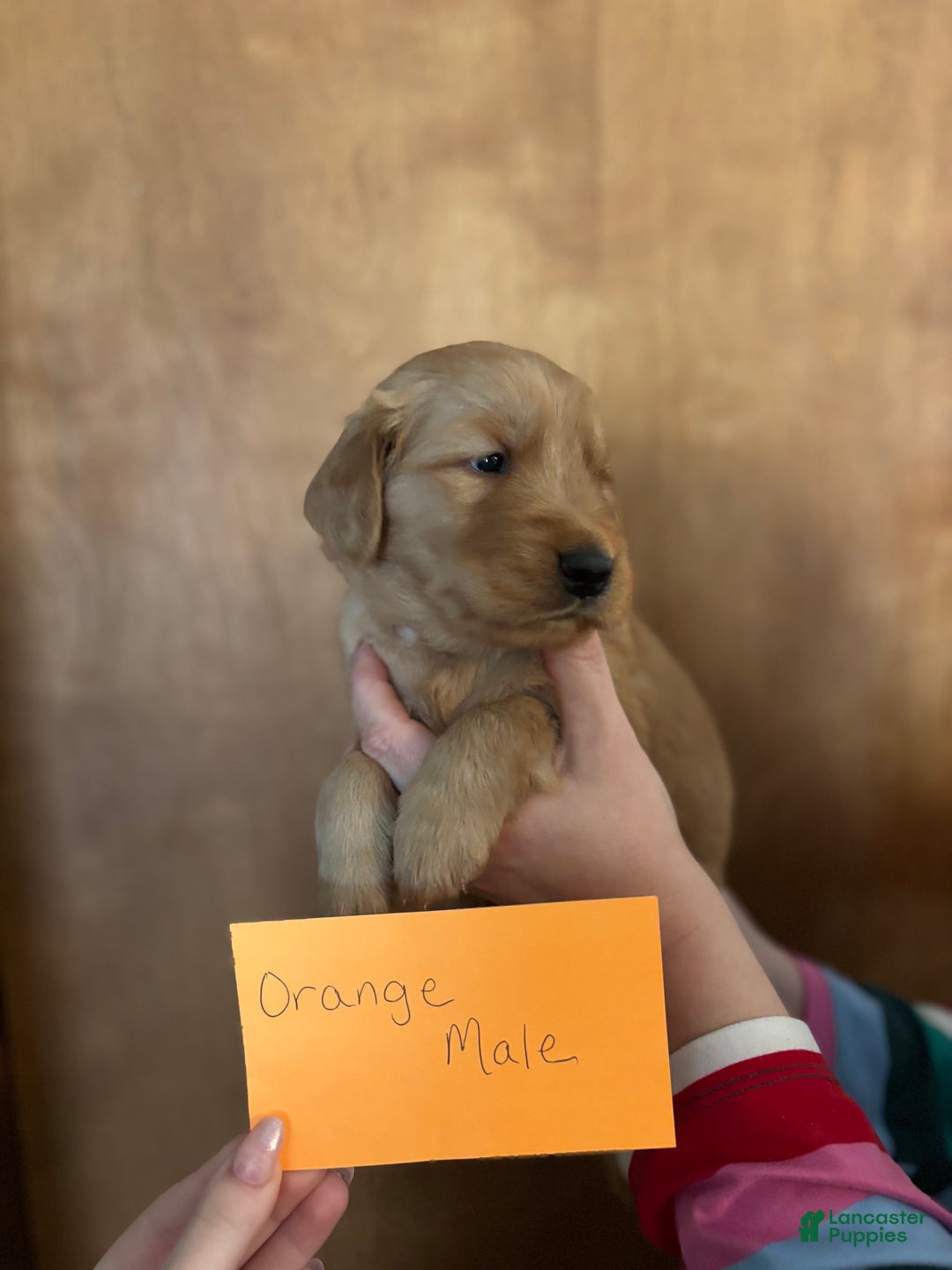 Golden Retriever dogs for sale: Orange - Ad 3