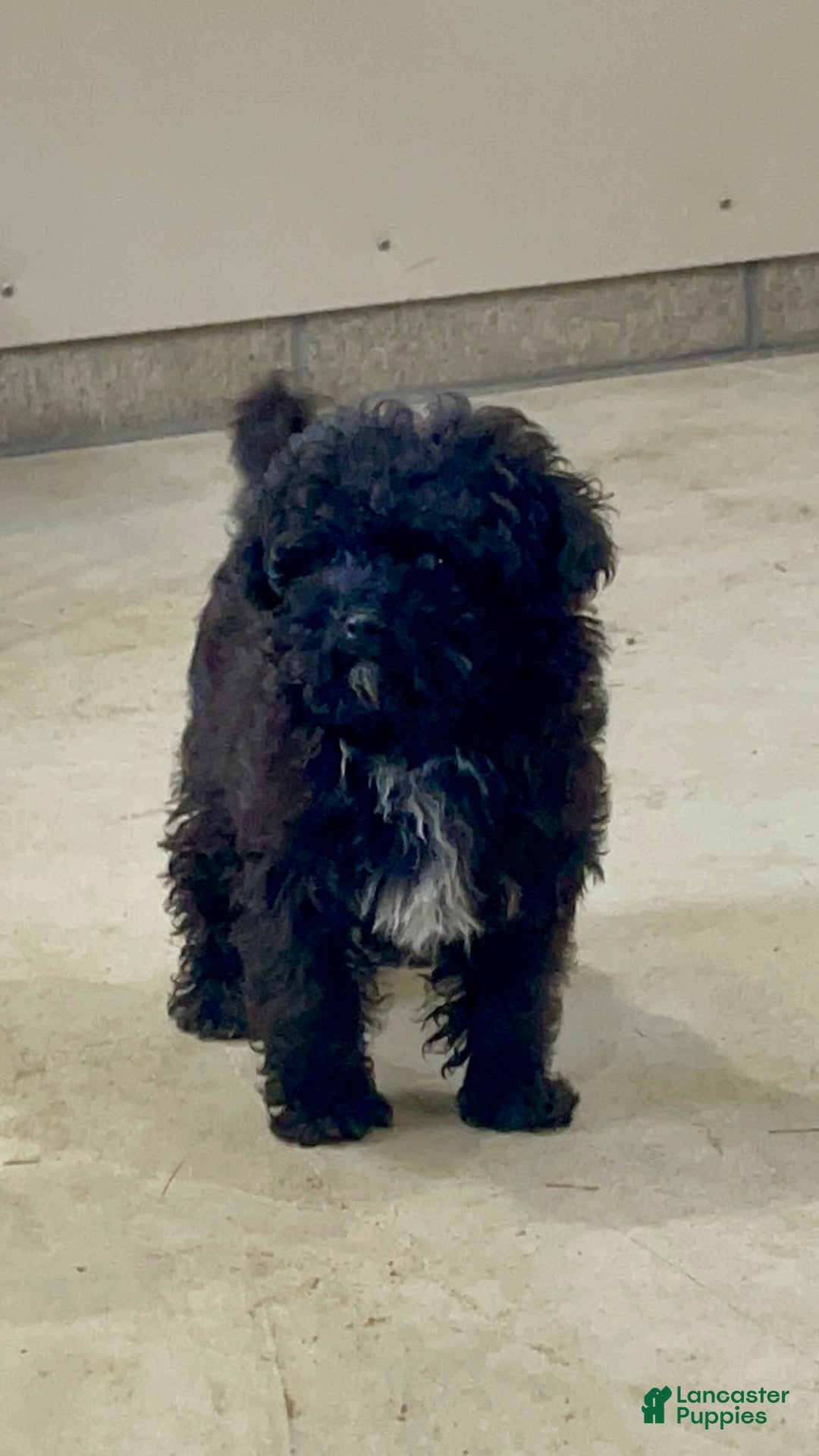 Shihpoo dogs for sale: Angel - Ad 1