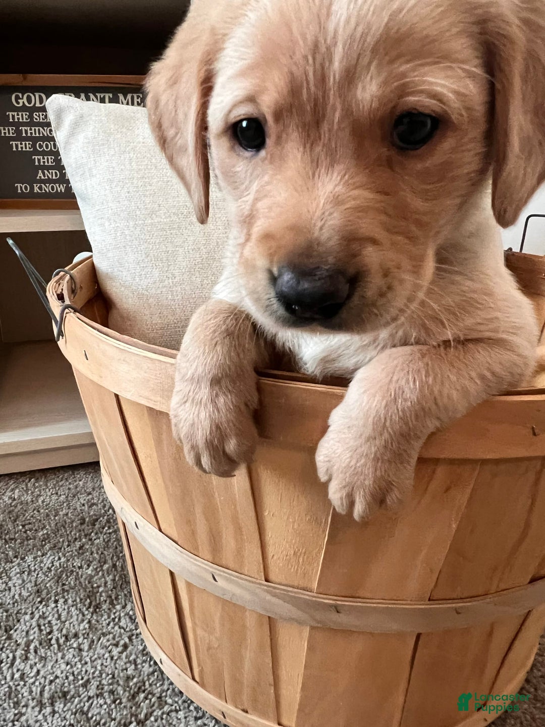 Gallery Image {{count}}