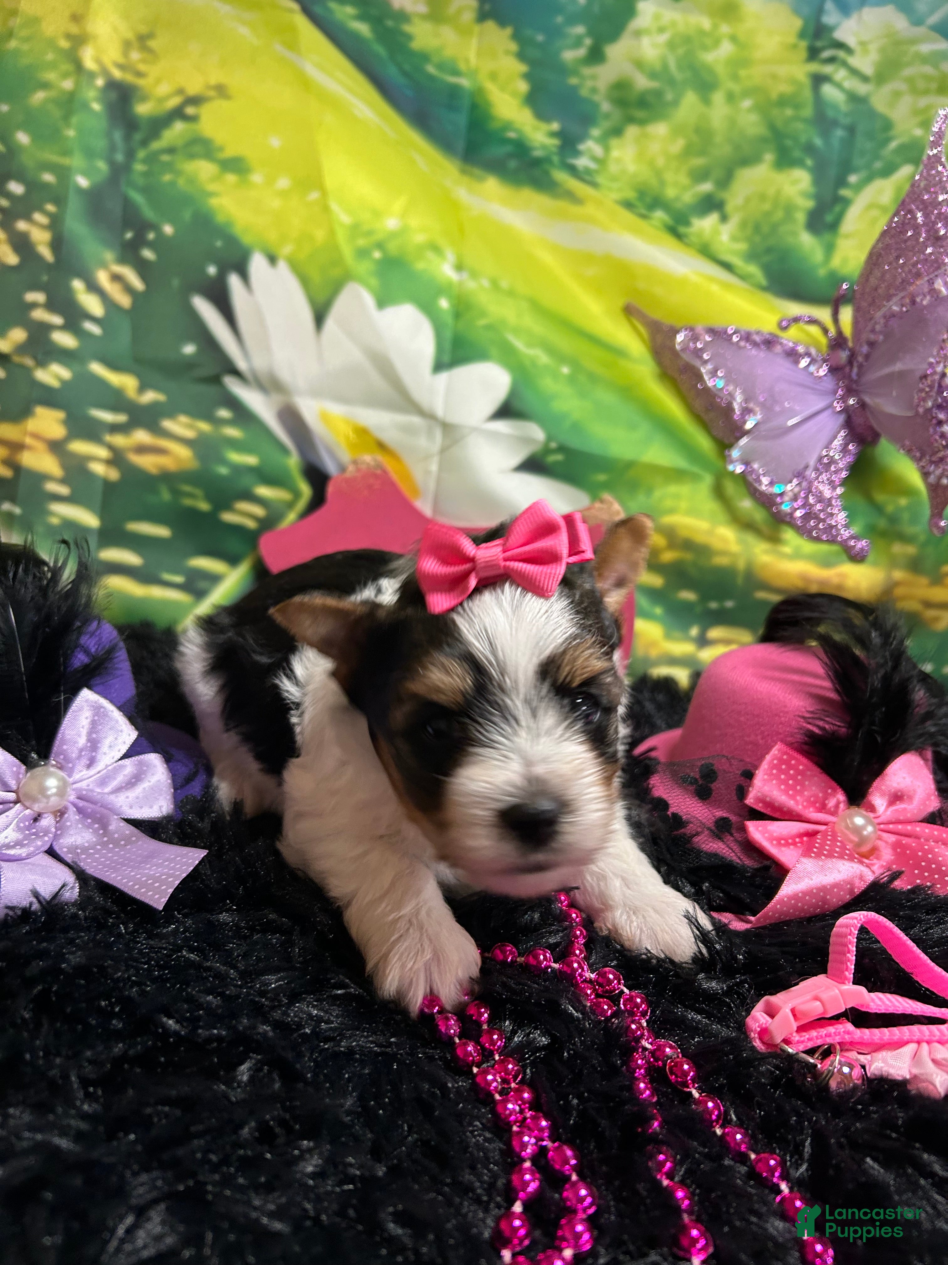 Yorkshire Terrier dogs Yorkshire Terrier Puppy 4 - Ad 12