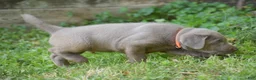Labrador Retriever dogs for sale: Bear - Ad 3
