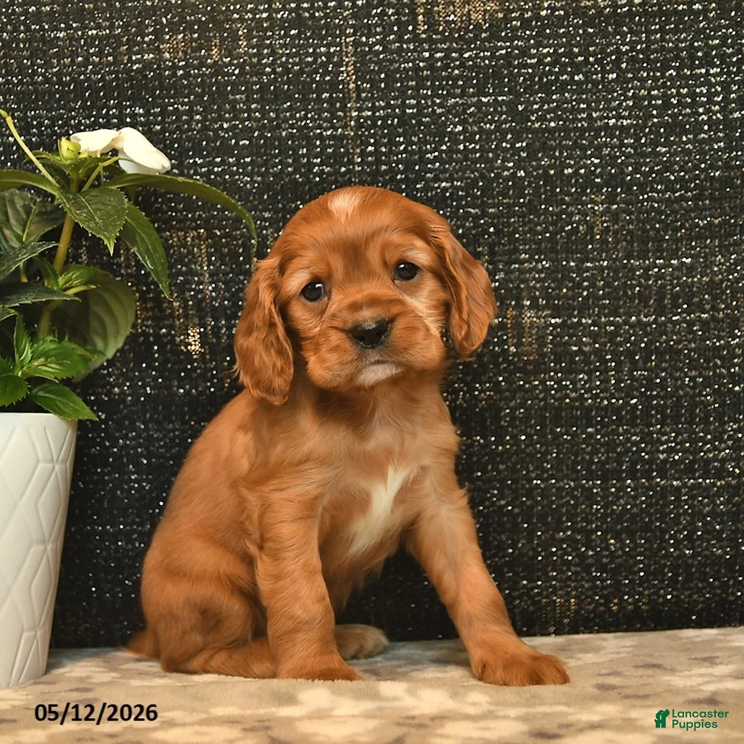 Cockalier dogs for sale: Valentino - Ad 1