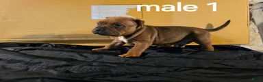 American Pit Bull Terrier 1