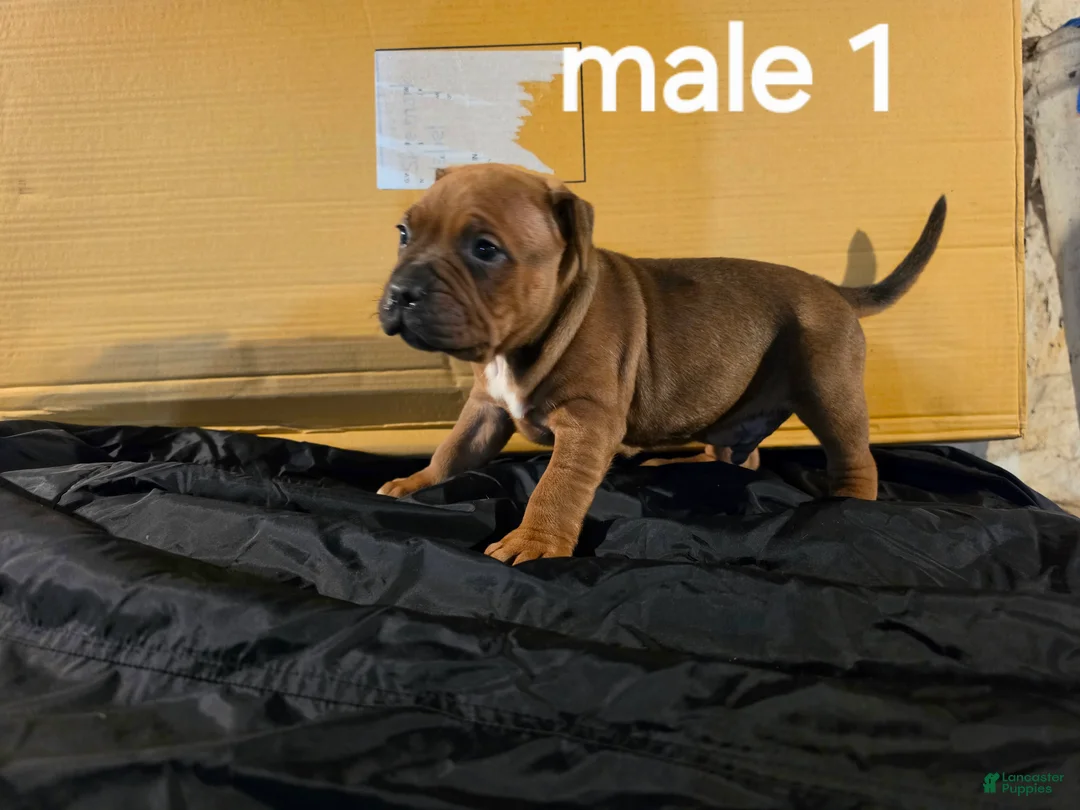American Pit Bull Terrier dogs for sale: American Pit Bull Terrier 1 - Ad 1