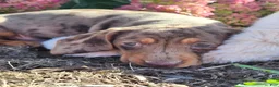 Miniature Dachshund dogs for sale: Murphy  - Ad 7