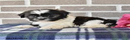 Shih Tzu dogs for sale: Pansy - Ad 4