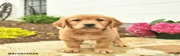 Golden Retriever dogs for sale: Cece  - Ad 1