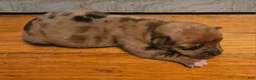 Mixed Breed dogs for sale: Romeo Merle - Ad 11