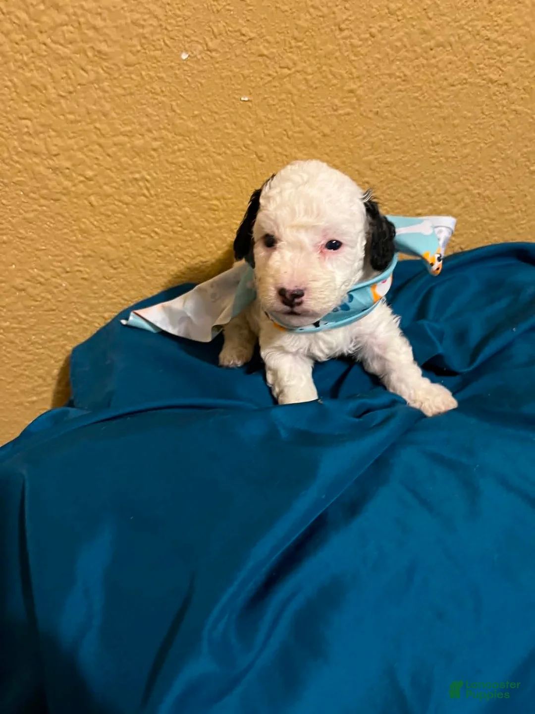 Toy Poodle dogs for sale: Toy Poodle 3 - Ad 2