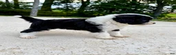 Portuguese Water Dog dogs for sale: Belle - Ad 5