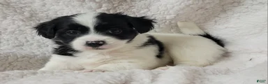 Havanese 2 Boomer